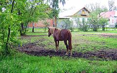 Карачев. Лошадь в городе